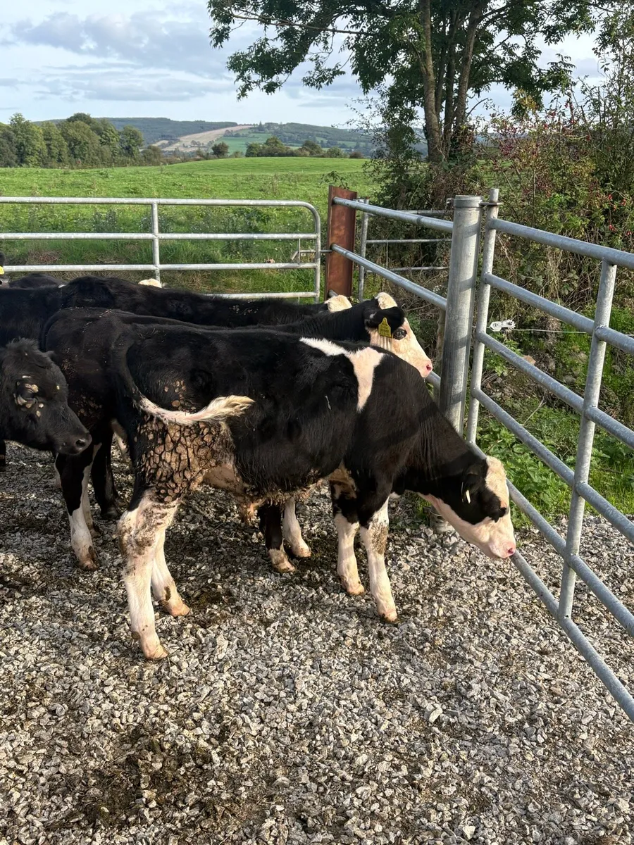 Angus and Hereford bull runners - Image 3