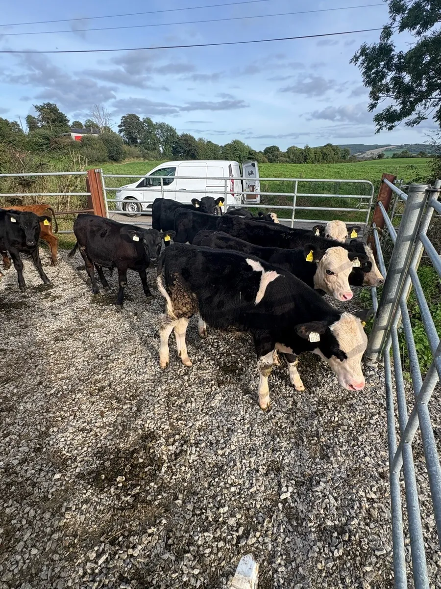 Angus and Hereford bull runners - Image 4