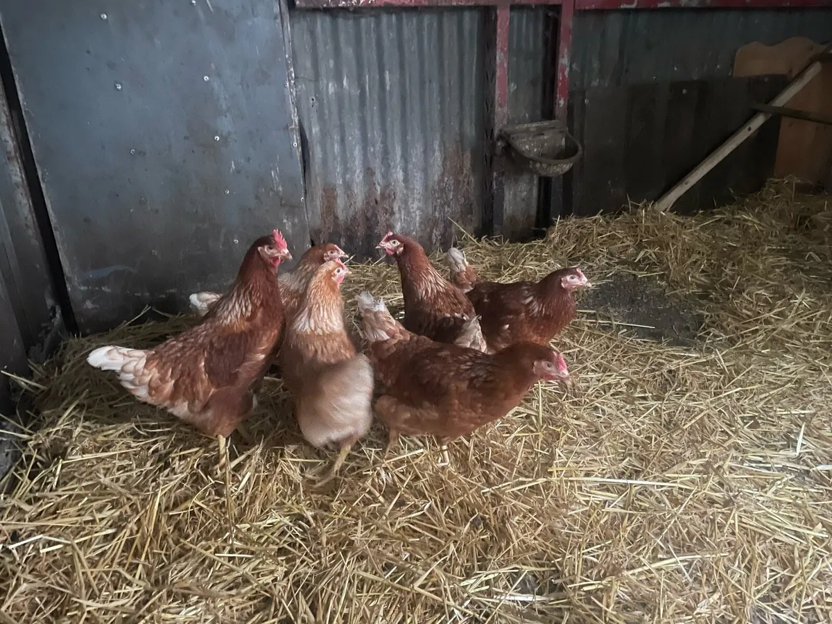 Young point of lay hens - Image 1