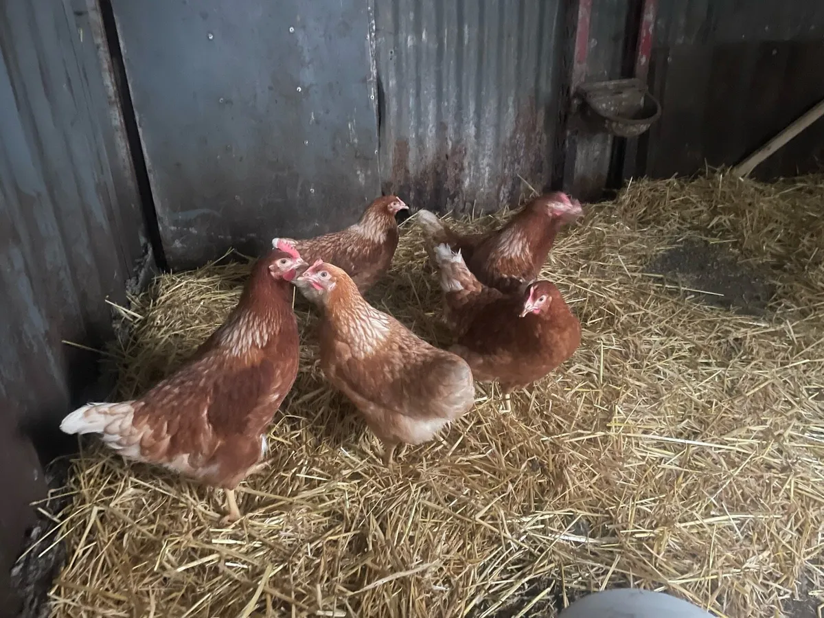Young point of lay hens - Image 2