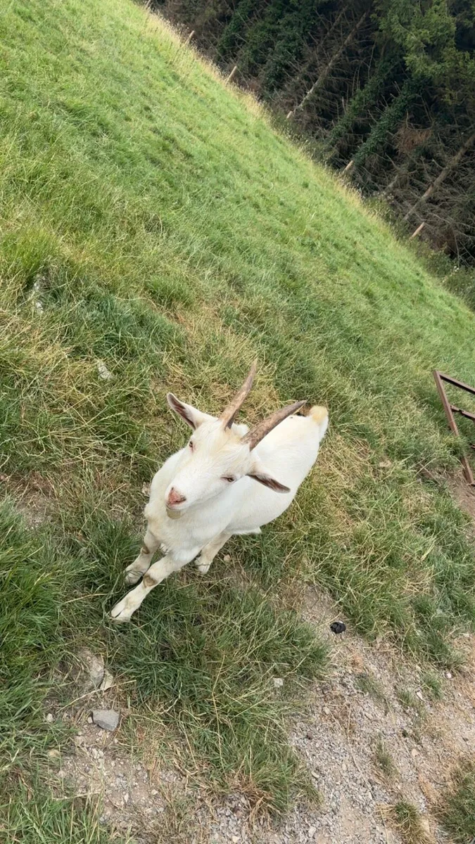 Kid buck goat
