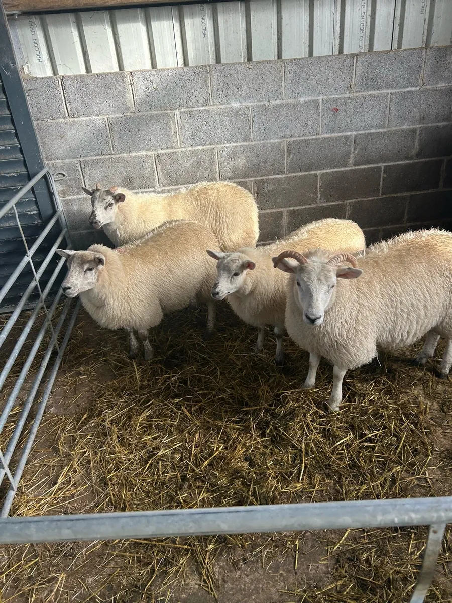 Ewe lambs - Image 1