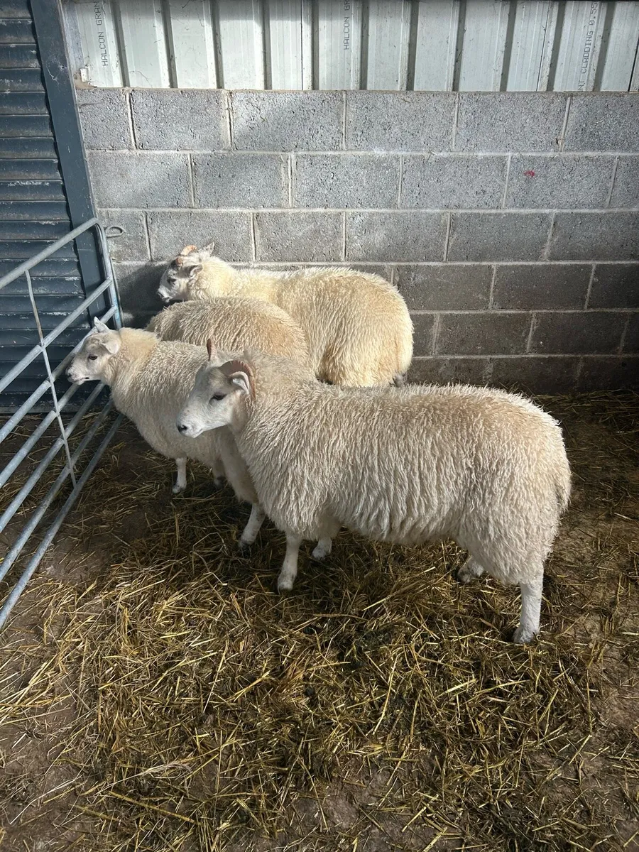 Ewe lambs - Image 3