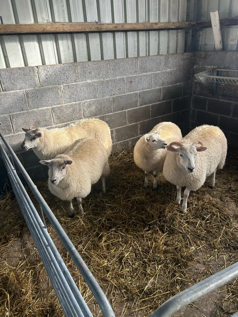 Ewe lambs - Image 2