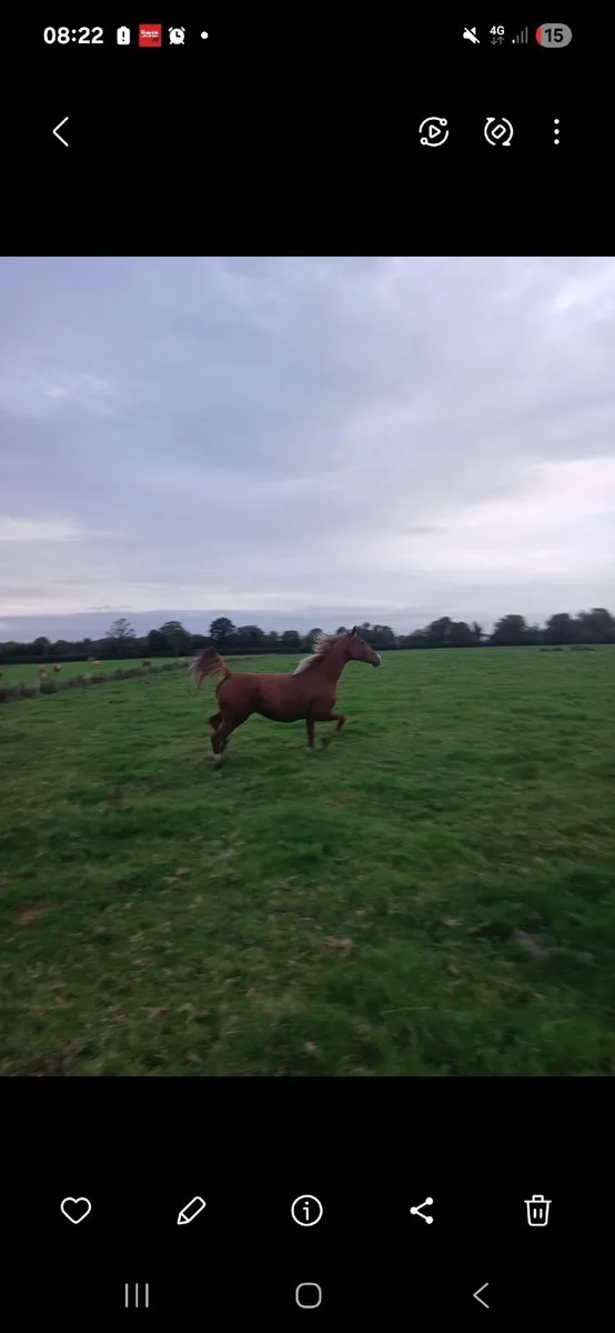 Horse - Image 1