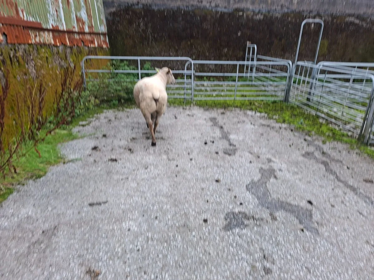 Sheep - Image 2