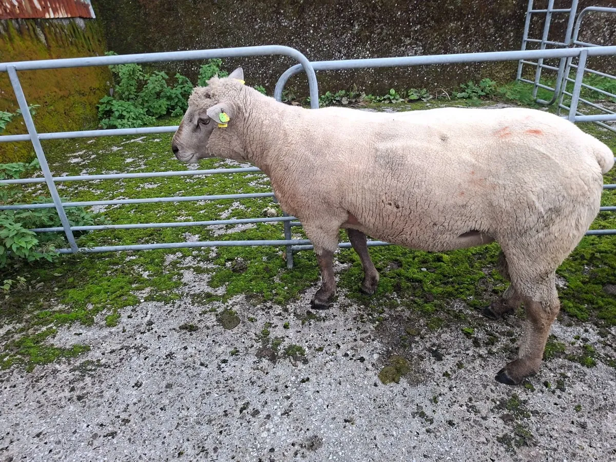 Sheep - Image 3