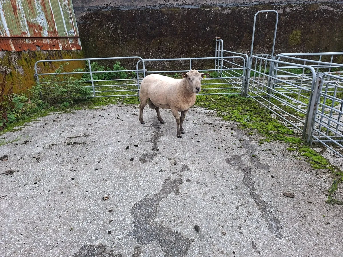 Sheep - Image 4