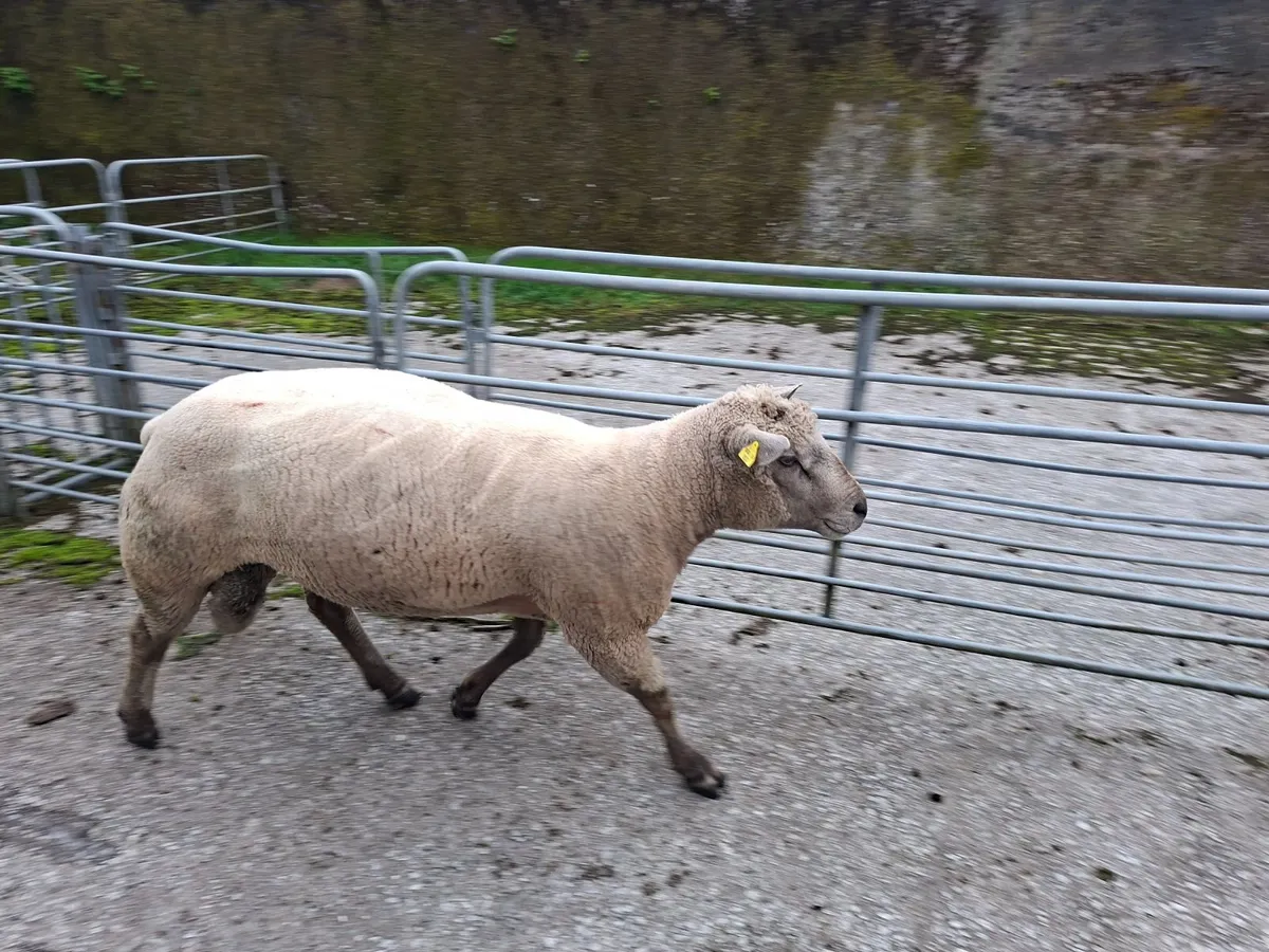 Sheep - Image 1