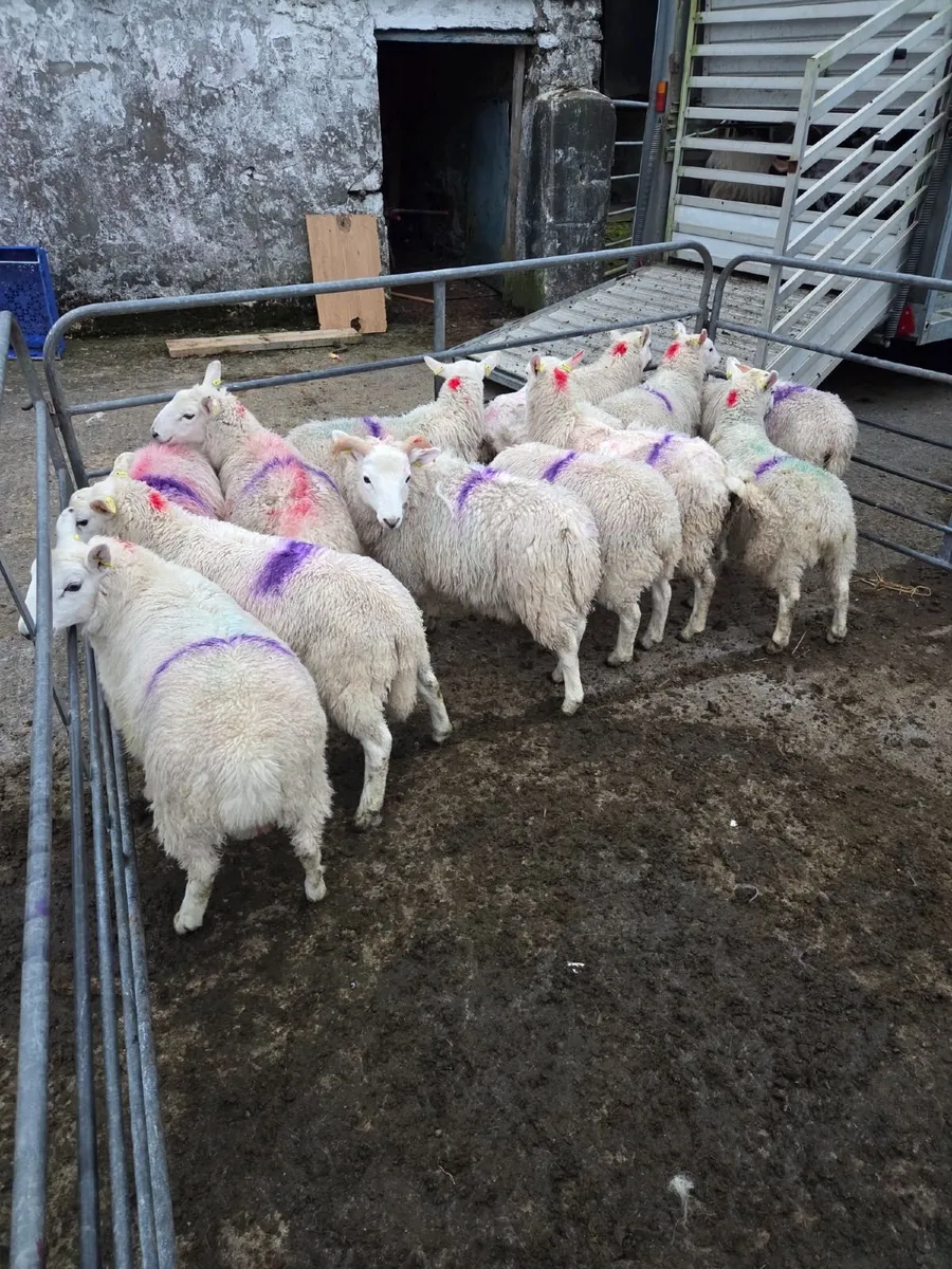 Full Symbol Organic Ram Lambs & Ewe Lambs - Image 1
