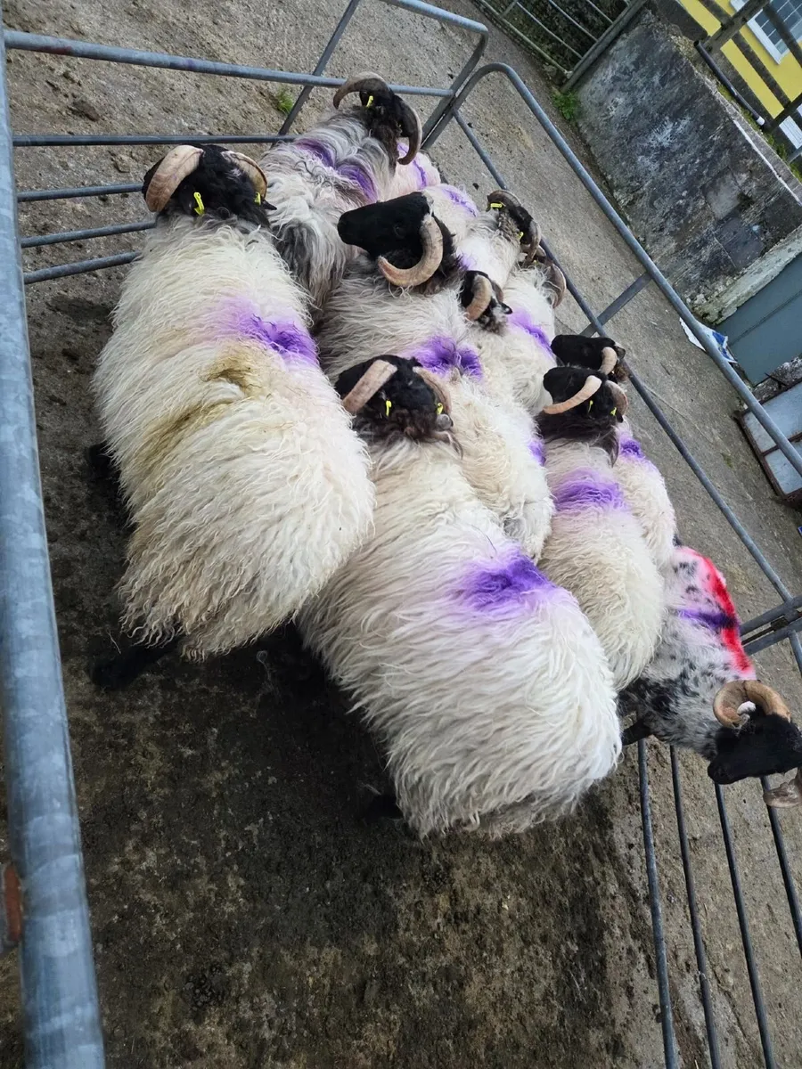 Full Symbol Organic Ram Lambs & Ewe Lambs - Image 2