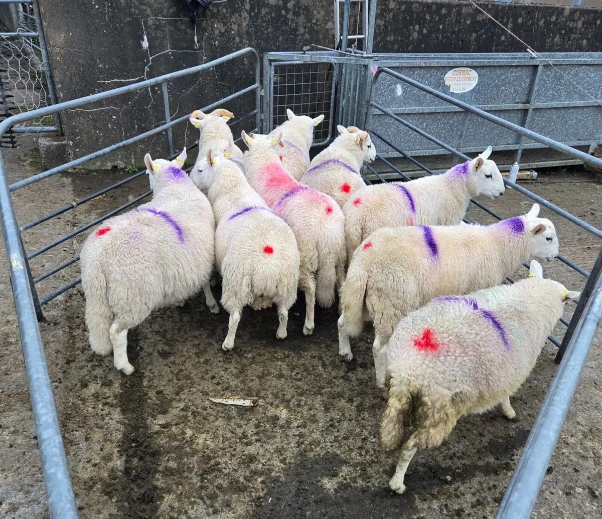 Full Symbol Organic Ram Lambs & Ewe Lambs - Image 4