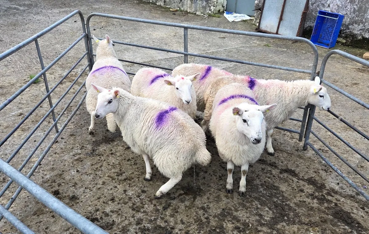 Full Symbol Organic Ram Lambs & Ewe Lambs - Image 3