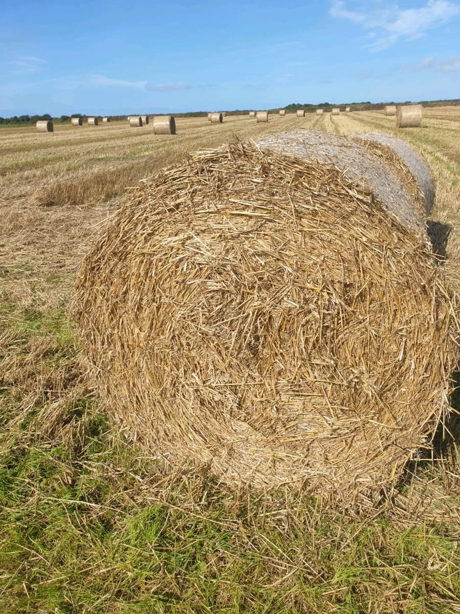 Straw - Image 2