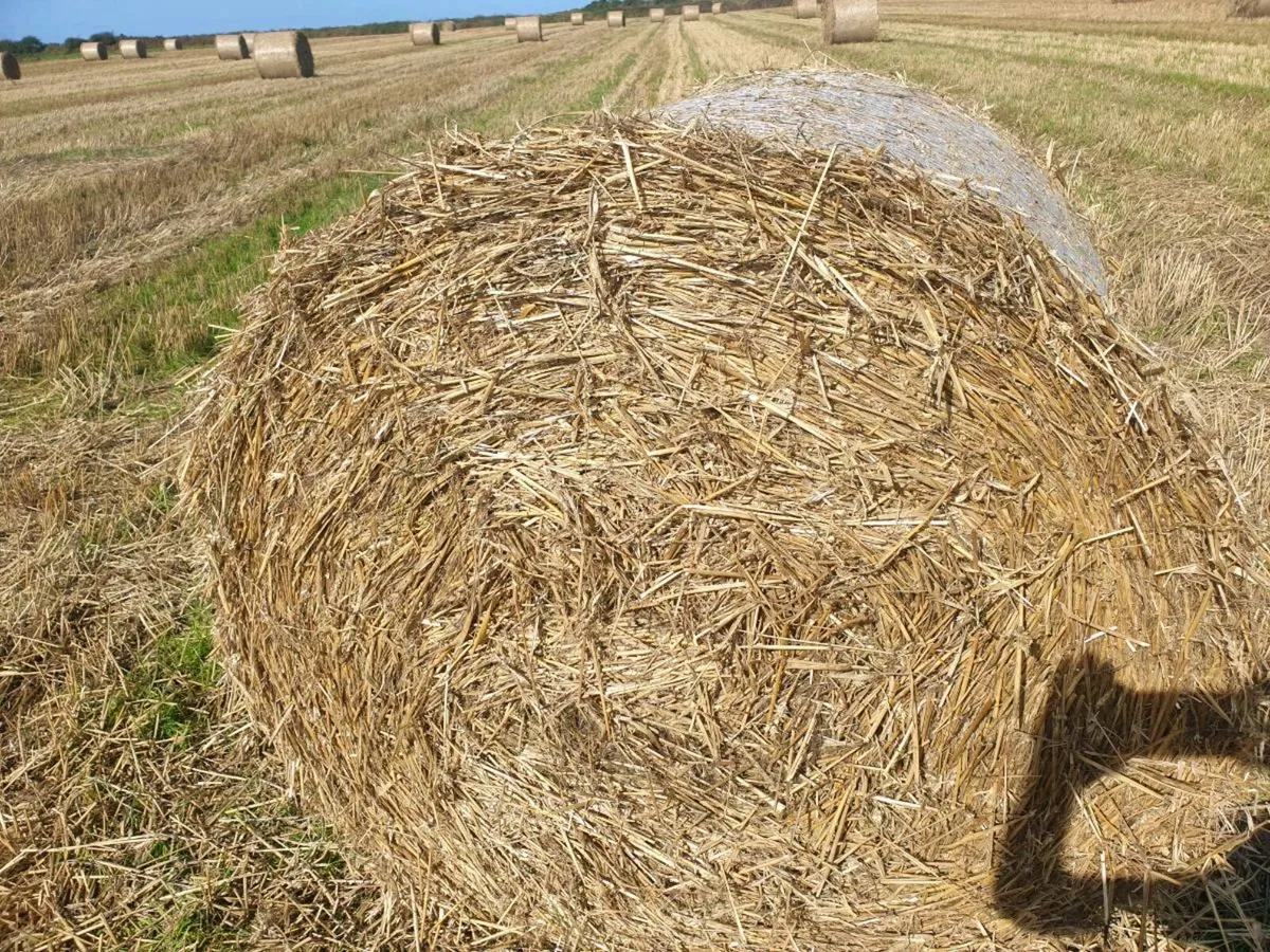 Straw - Image 1