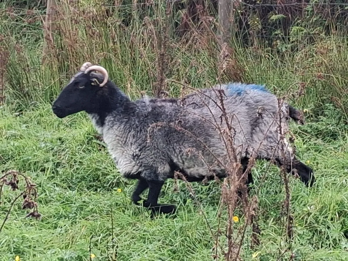 Aged blackface ewes - Image 2