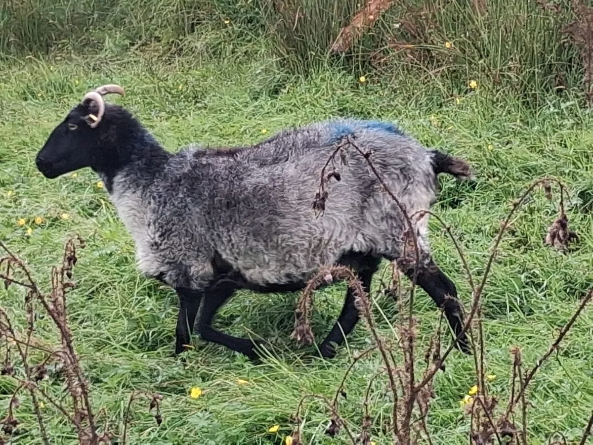 Aged blackface ewes - Image 3
