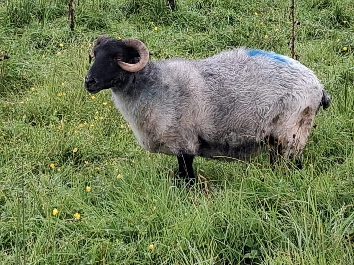 Aged blackface ewes - Image 1