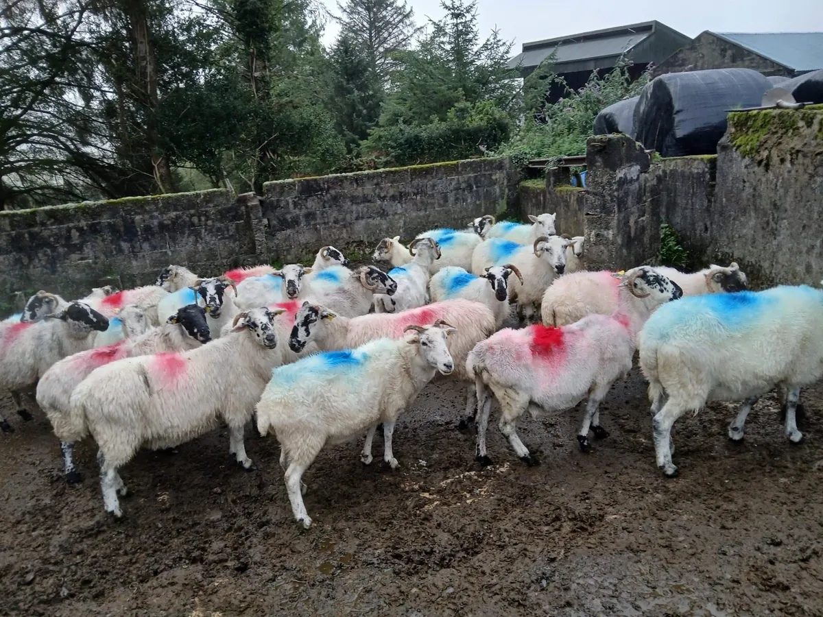 30 Breeding ewes - Image 2