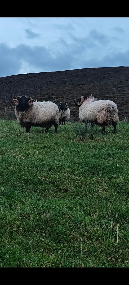 Mayo mountain hog rams ewes and lambs - Image 2
