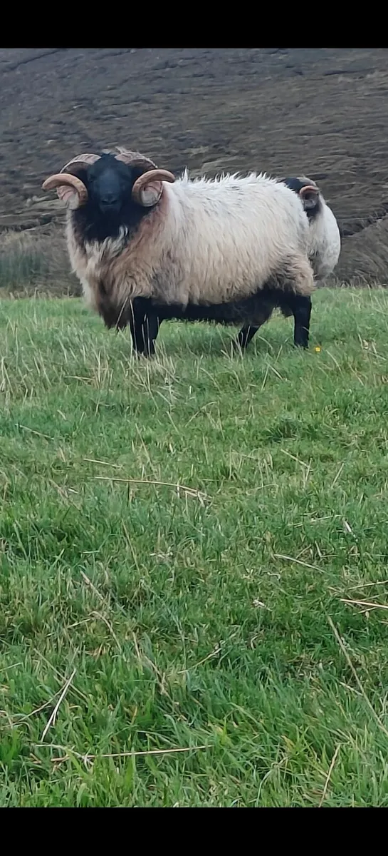 Mayo mountain hog rams ewes and lambs - Image 3