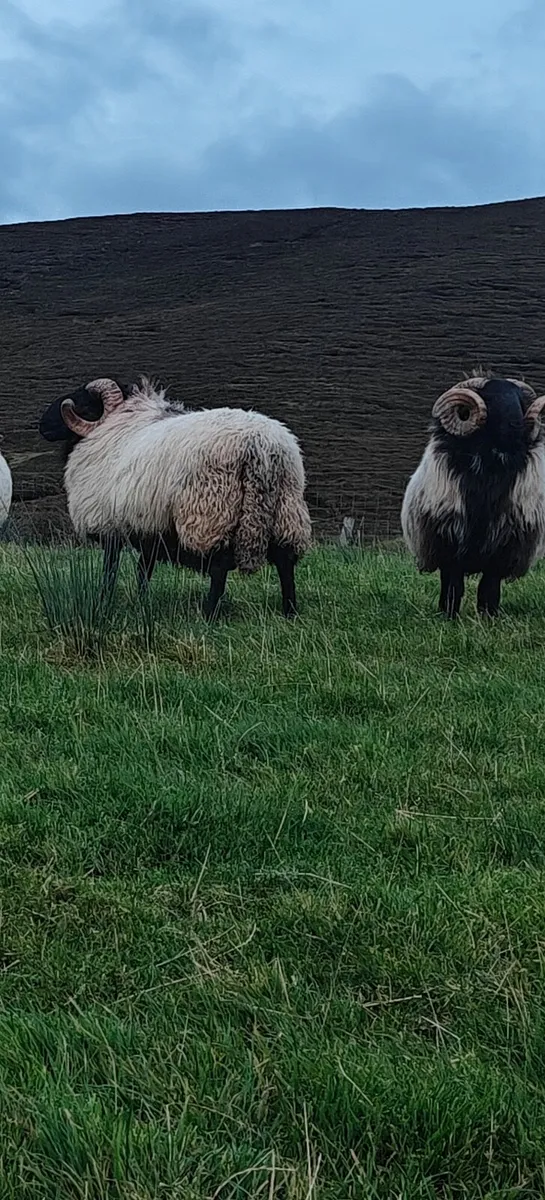 Mayo mountain hog rams ewes and lambs - Image 4