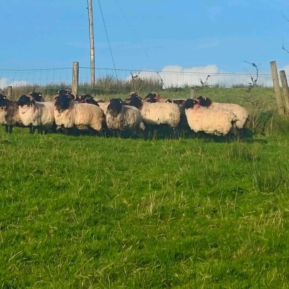 Mayo mountain hog rams ewes and lambs - Image 1