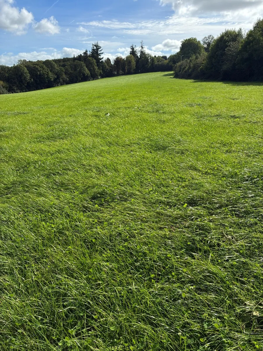 Grass for baling - Image 1
