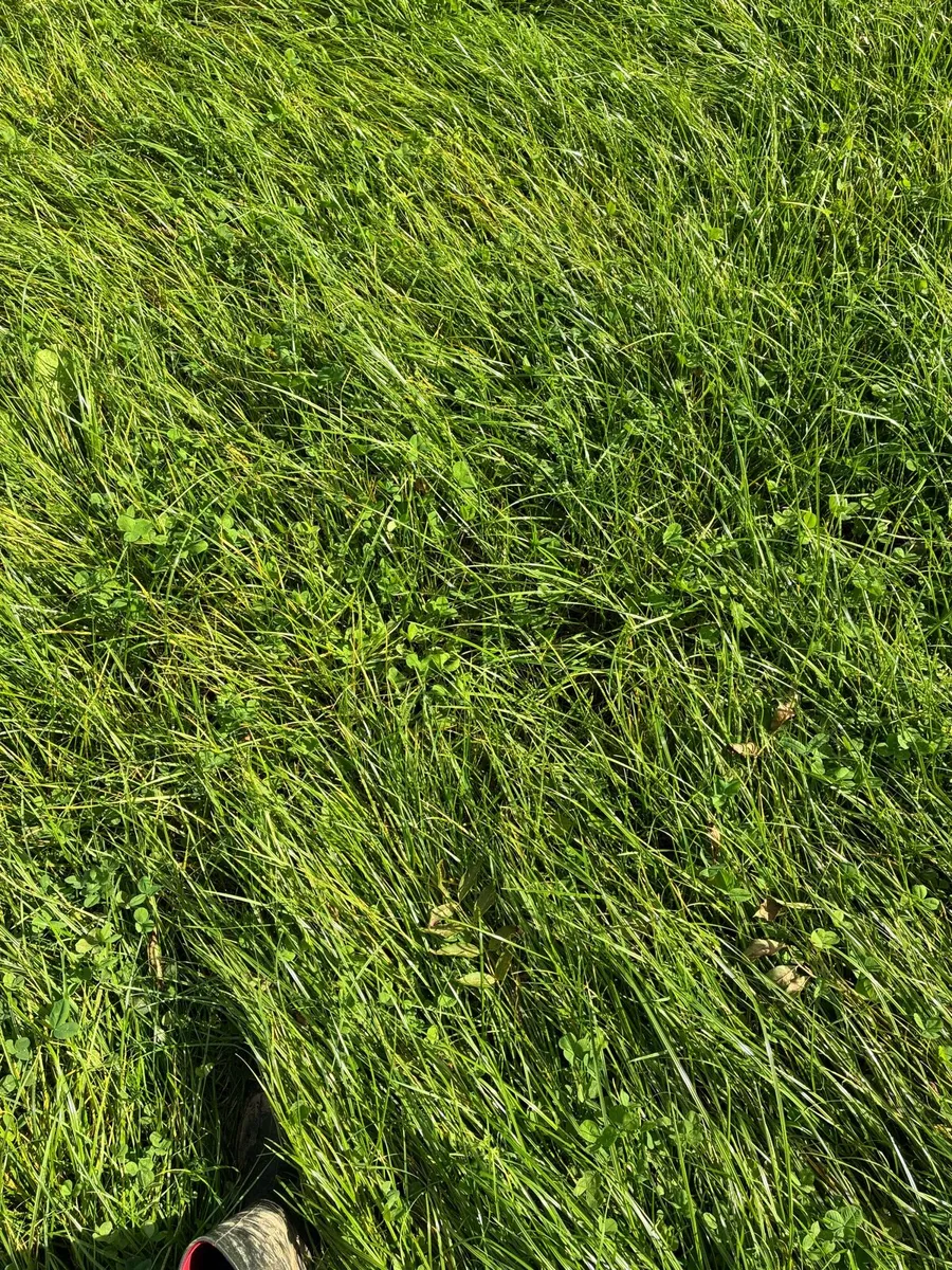 Grass for baling - Image 2