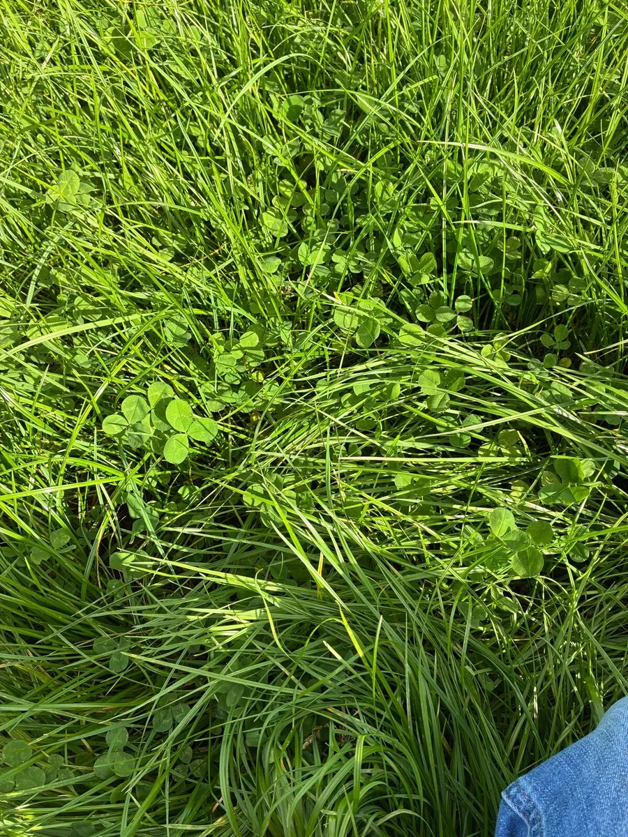 Grass for baling - Image 3