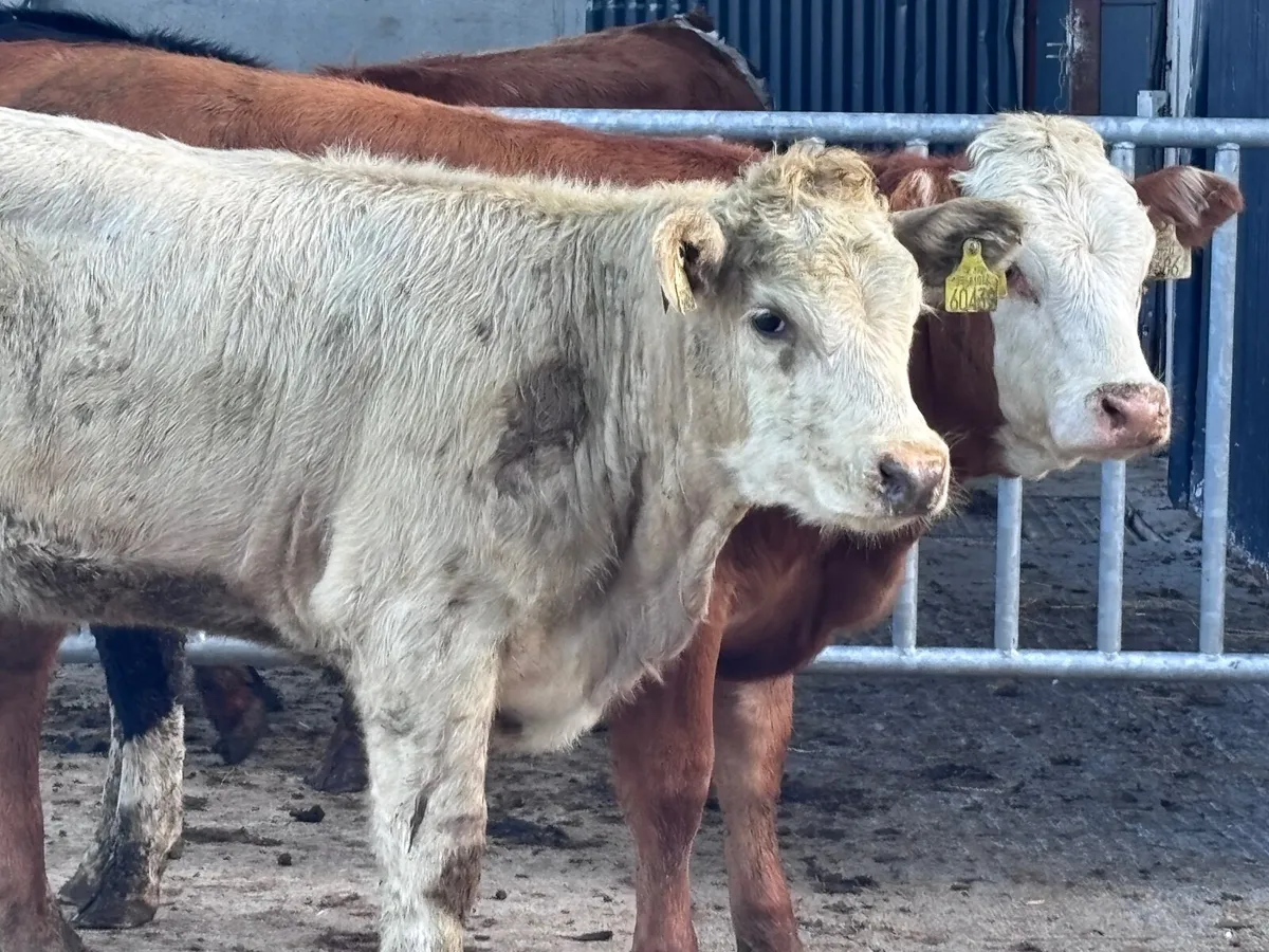 3 weanling heifers for sale - Image 2