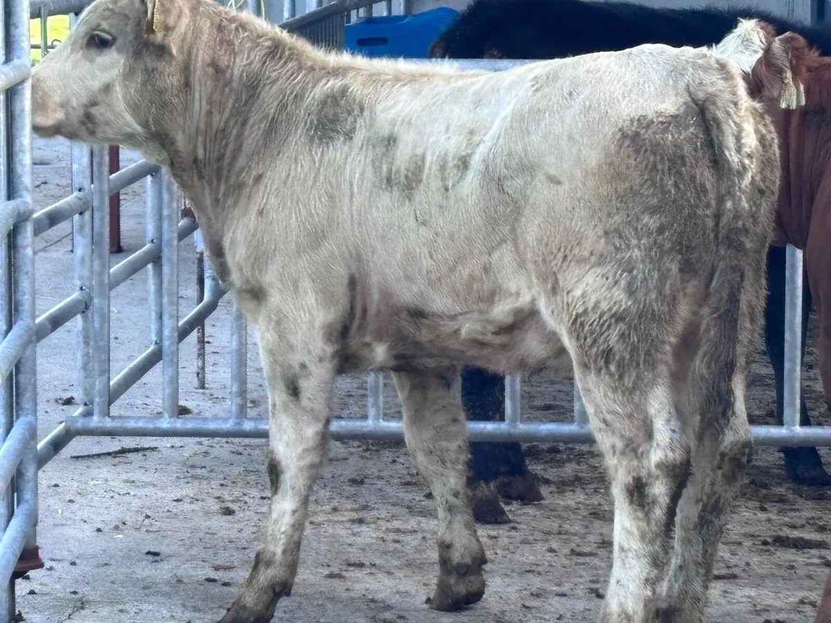 3 weanling heifers for sale - Image 3