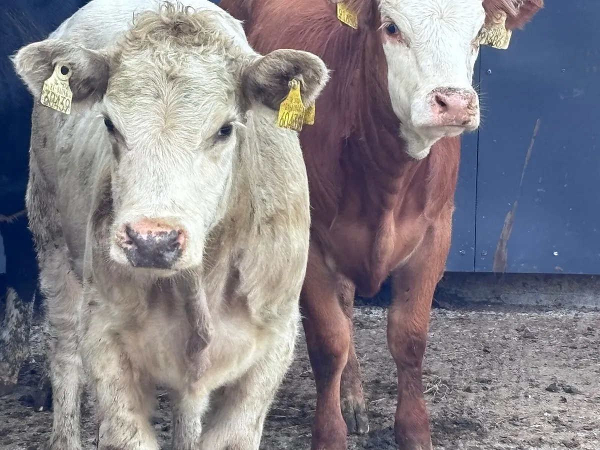 3 weanling heifers for sale - Image 4