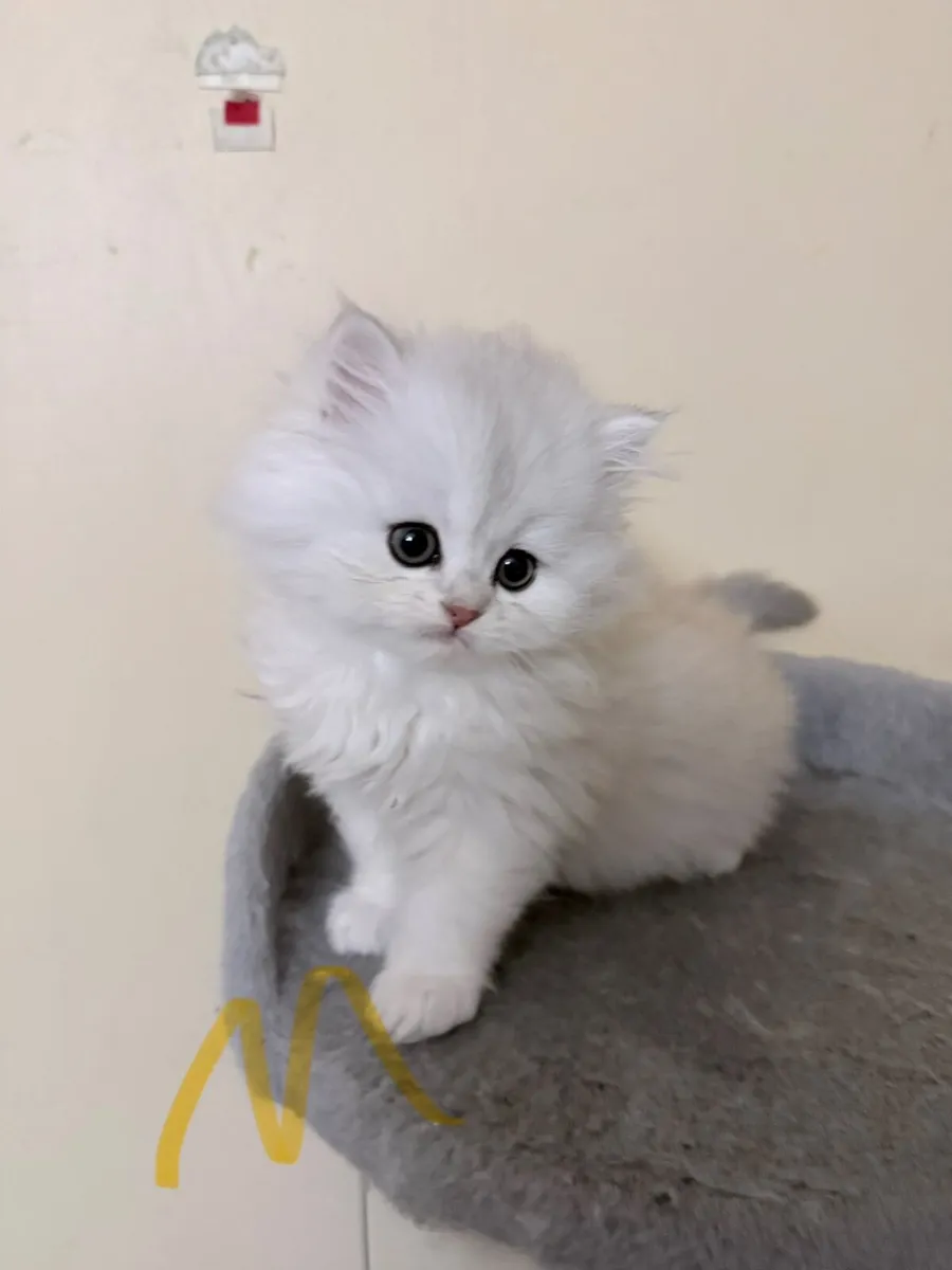 Four Beautiful Long-Haired Chinchilla Kittens - Image 3