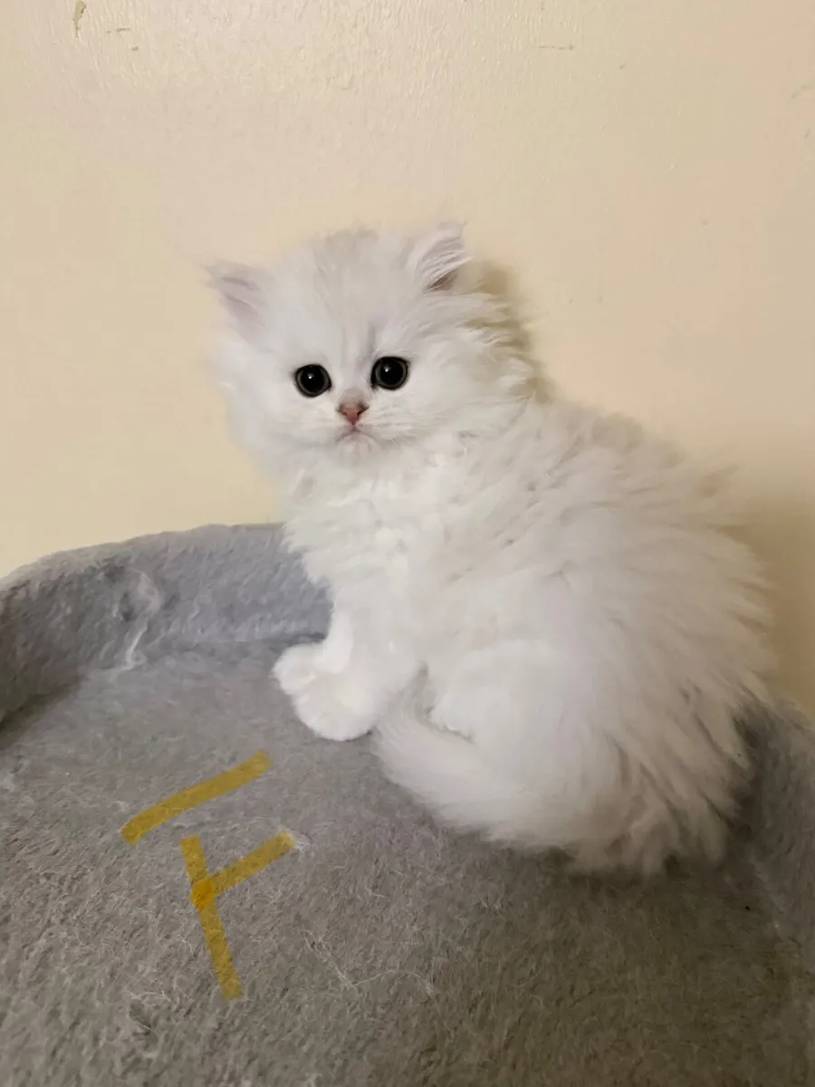 Four Beautiful Long-Haired Chinchilla Kittens - Image 4