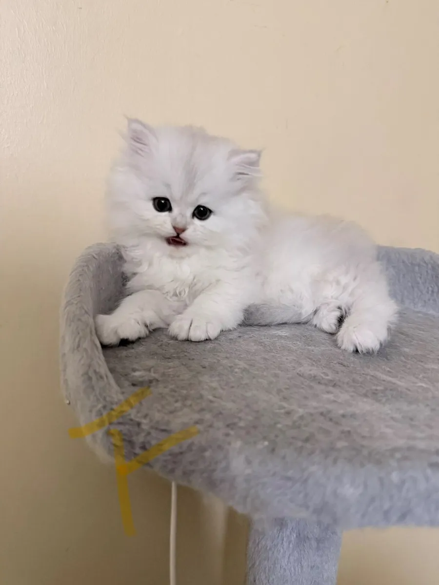 Beautiful Chinchilla Kittens(The last one females) - Image 3