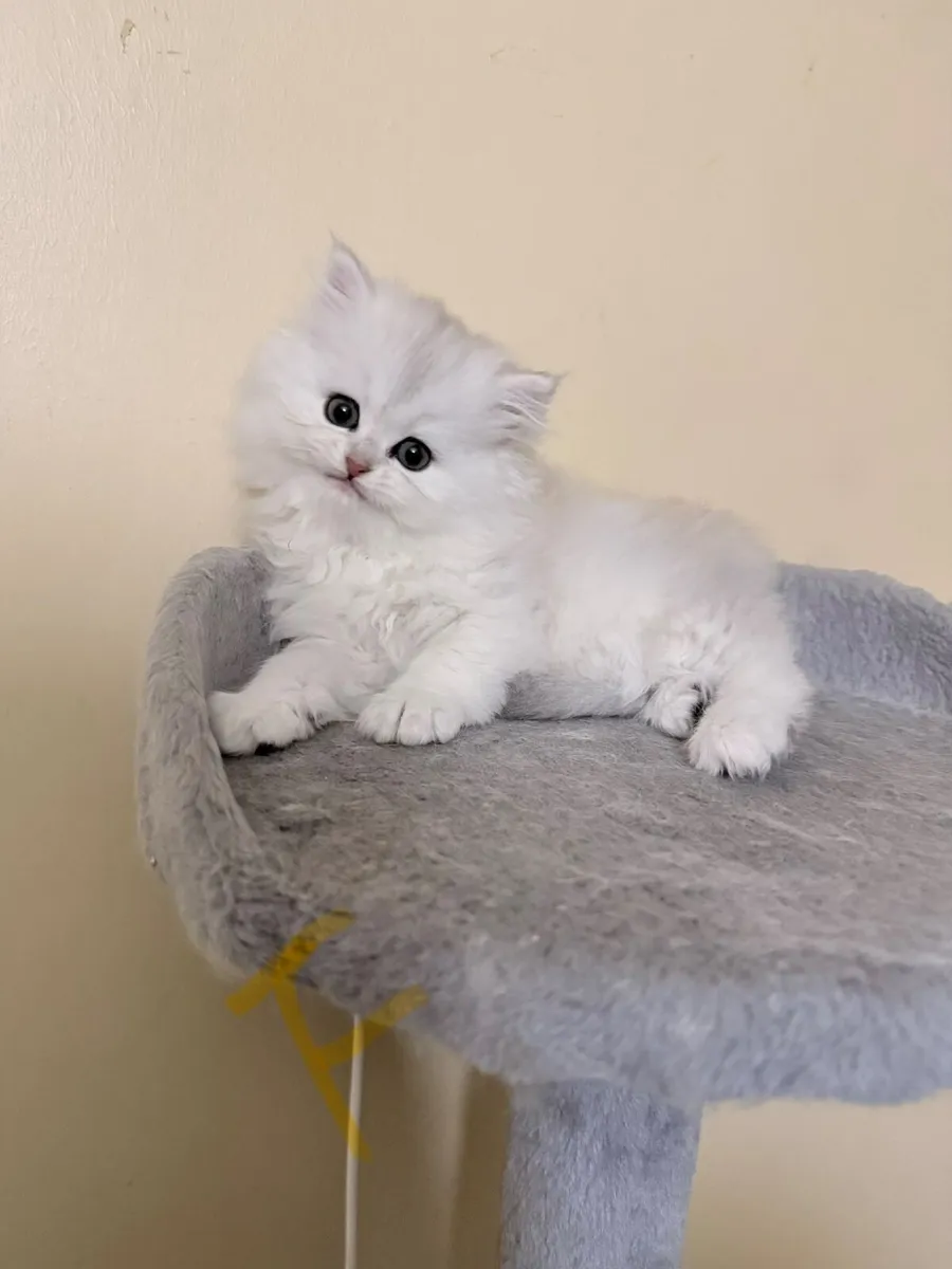 Beautiful Chinchilla Kittens(The last one females) - Image 4