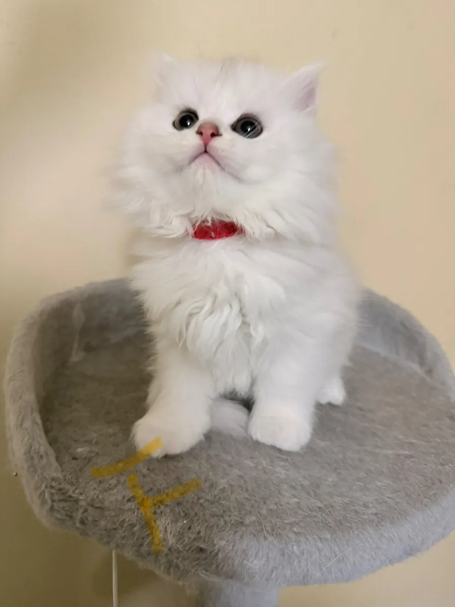 Four Beautiful Long-Haired Chinchilla Kittens - Image 1