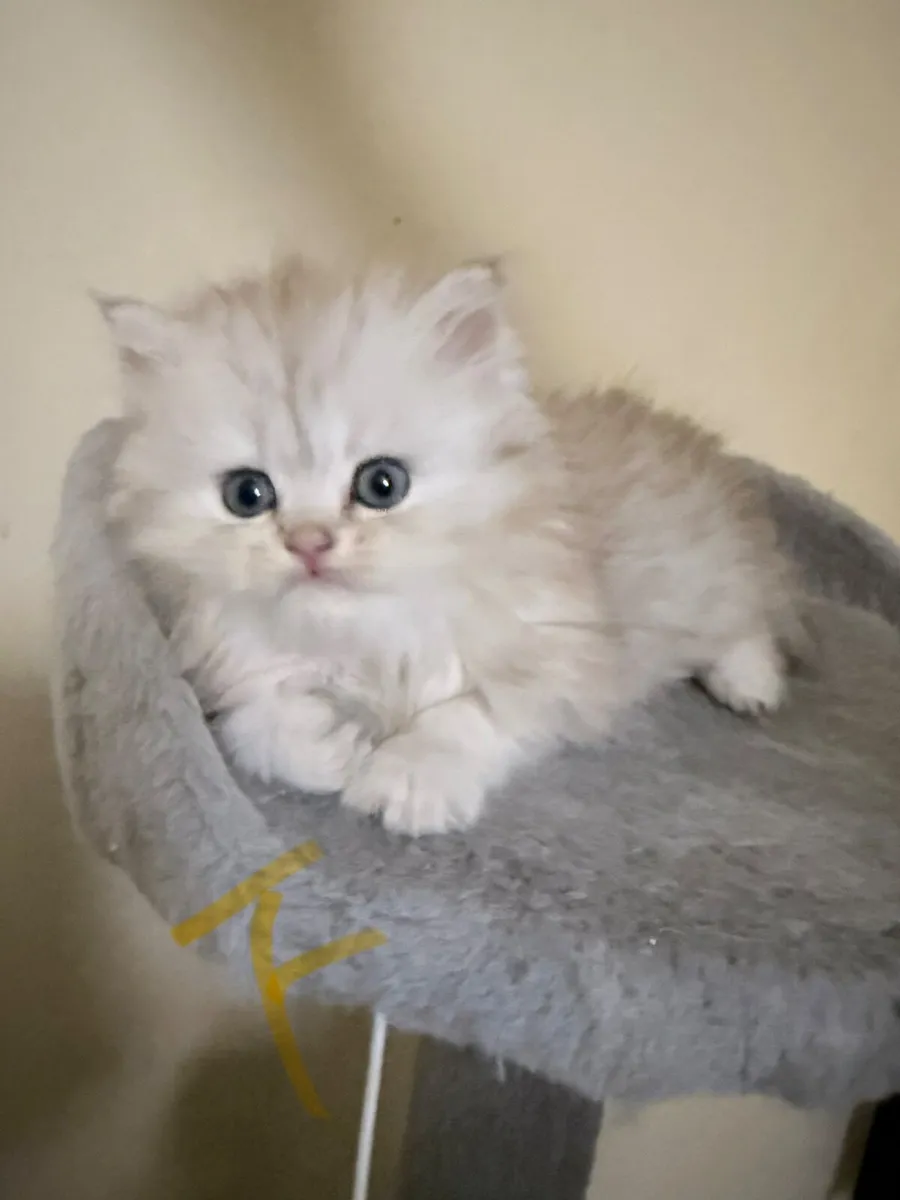 Long-Haired Silver Shaded Kittens - Image 2