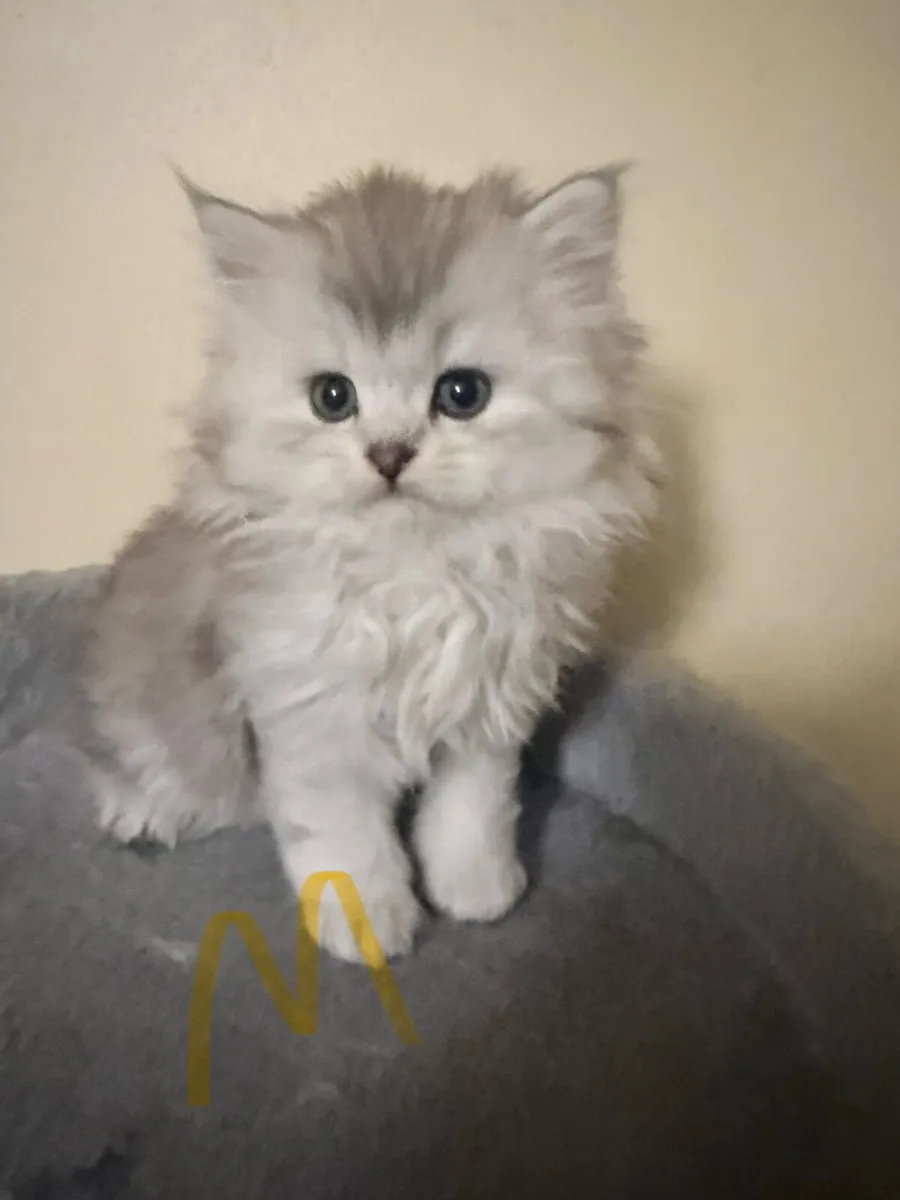 Long-Haired Silver Shaded Kittens - Image 1