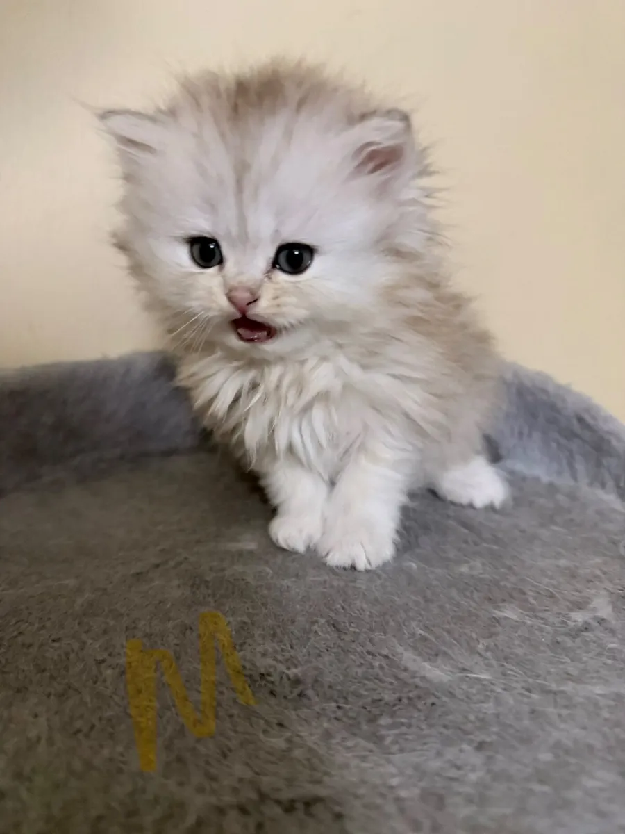 Long-Haired Silver Shaded Kittens - Image 3