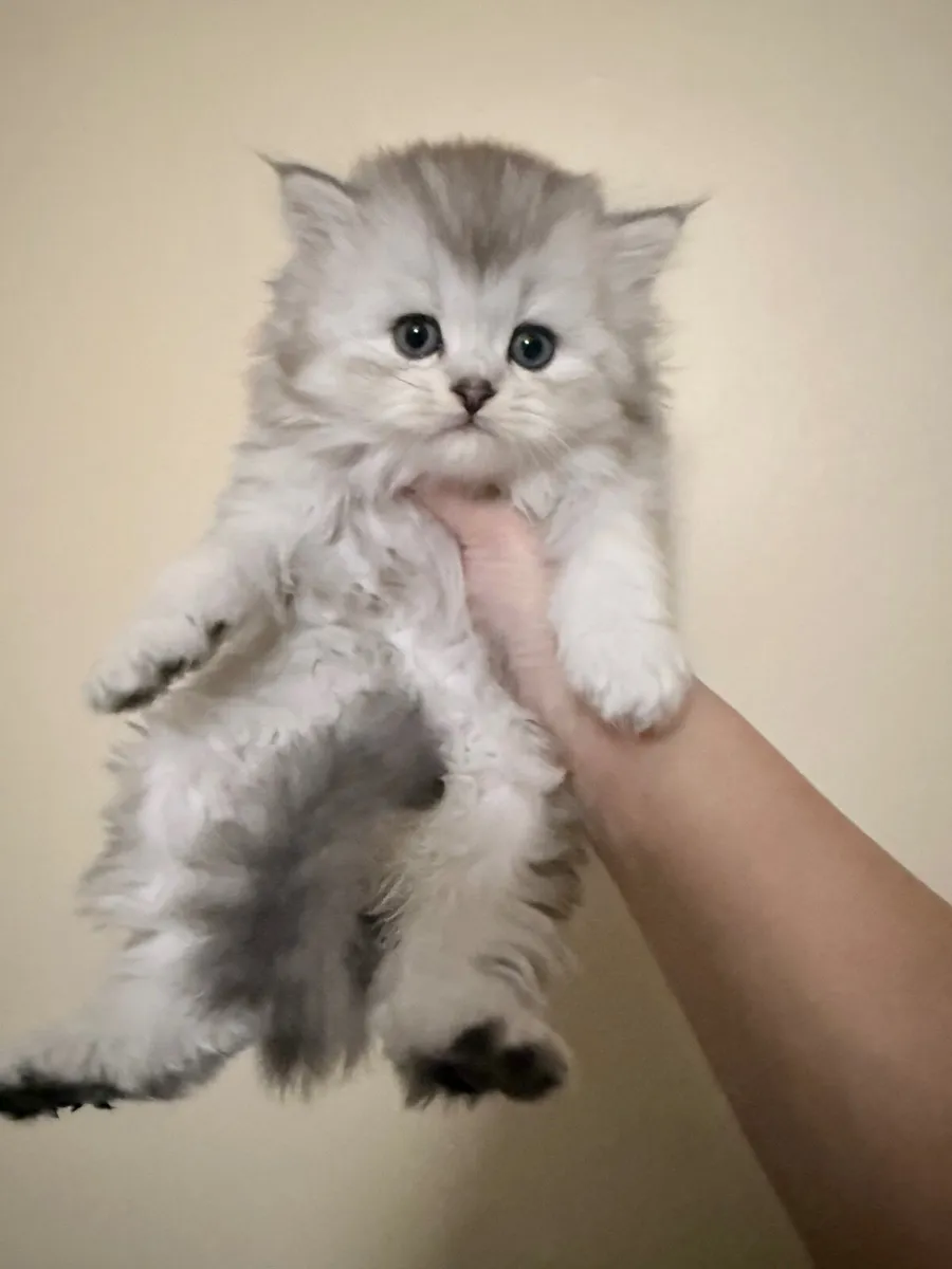 Long-Haired Silver Shaded Kittens - Image 4