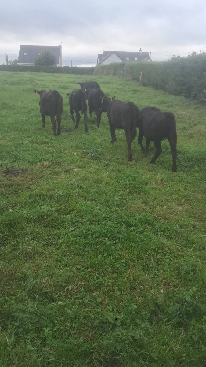 Angus heifers - Image 1