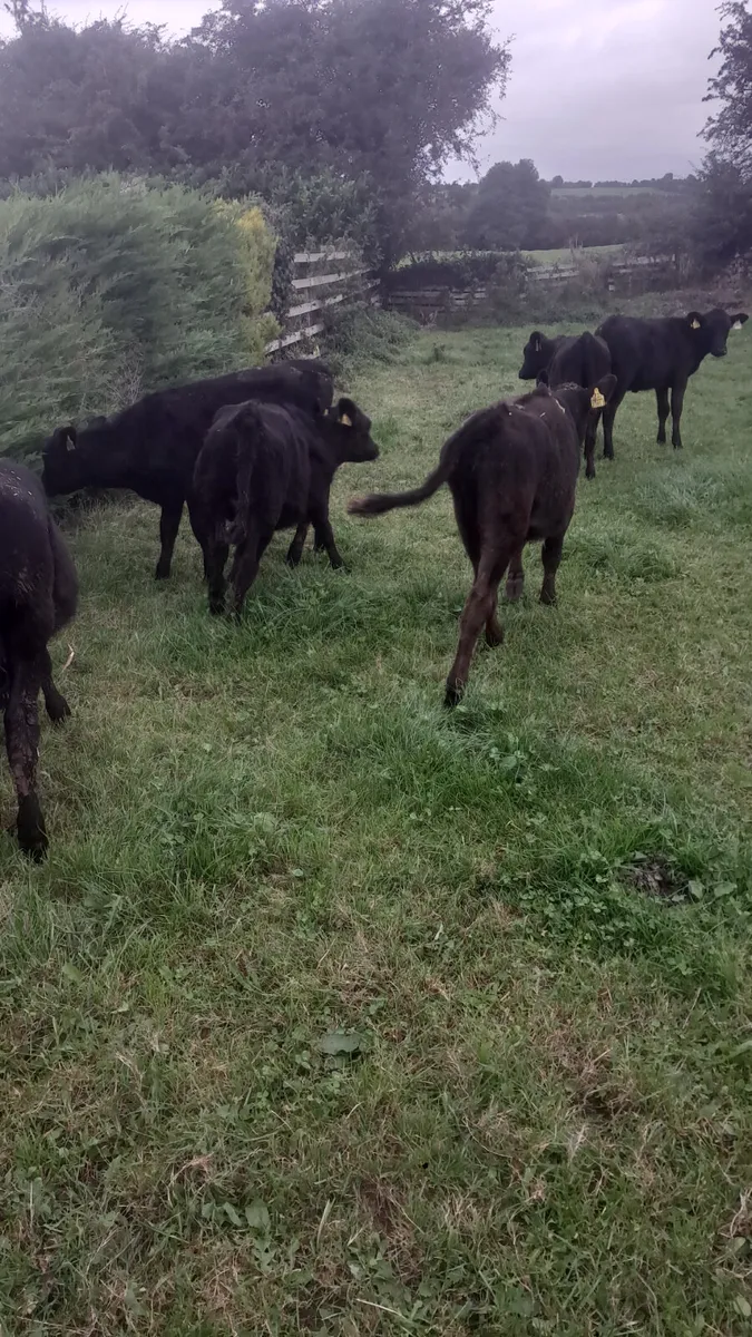 Angus heifers - Image 3