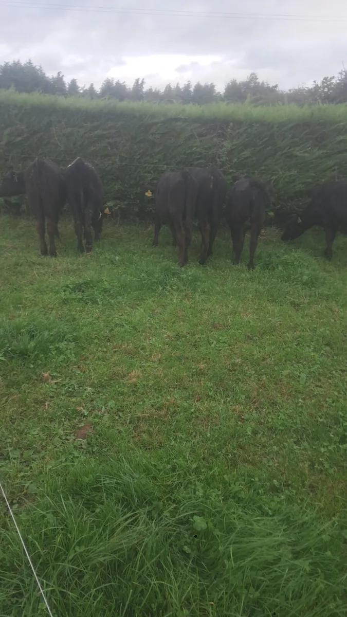 Angus heifers - Image 4
