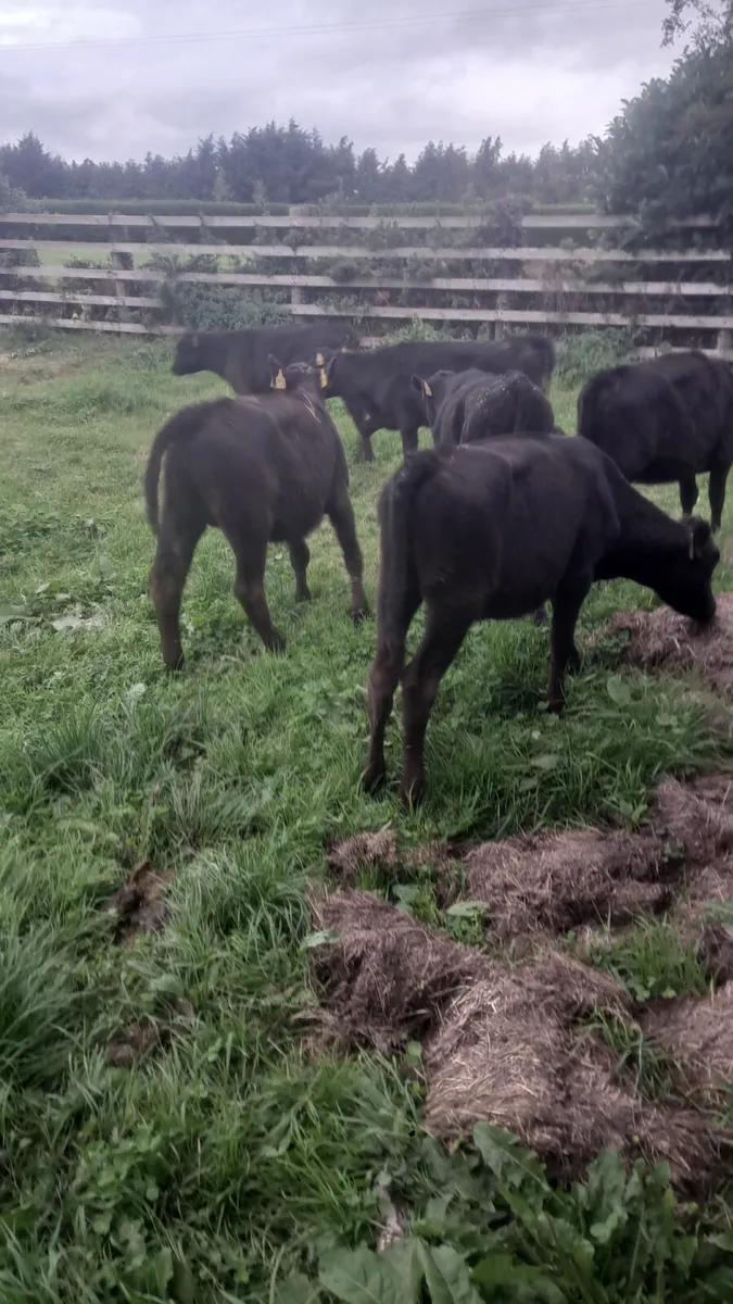 Angus heifers - Image 2