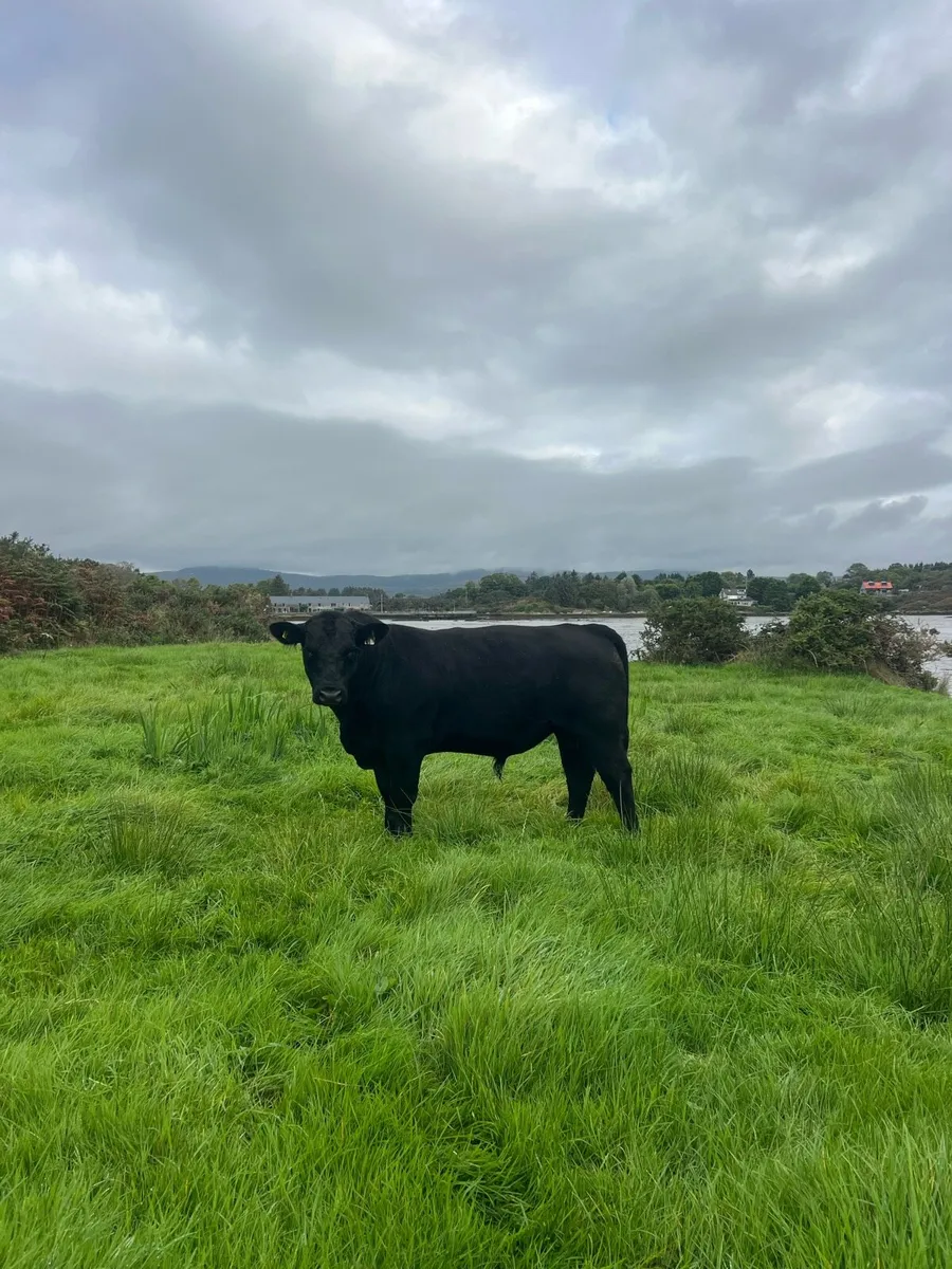Angus Bull - Image 1