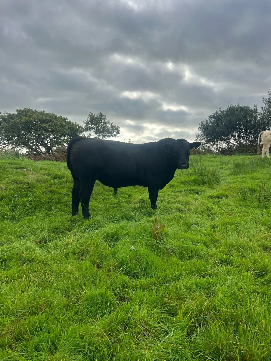 Angus Bull - Image 2