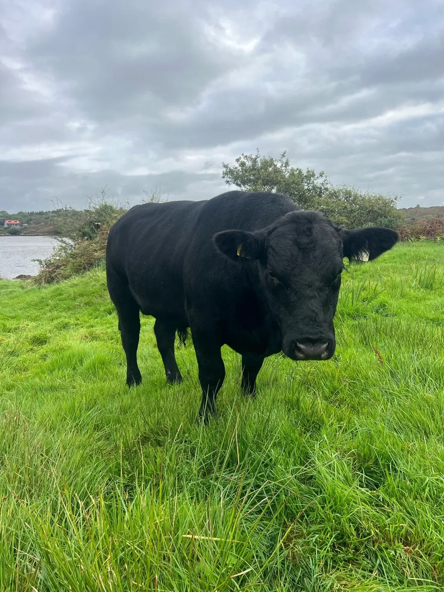 Angus Bull - Image 3