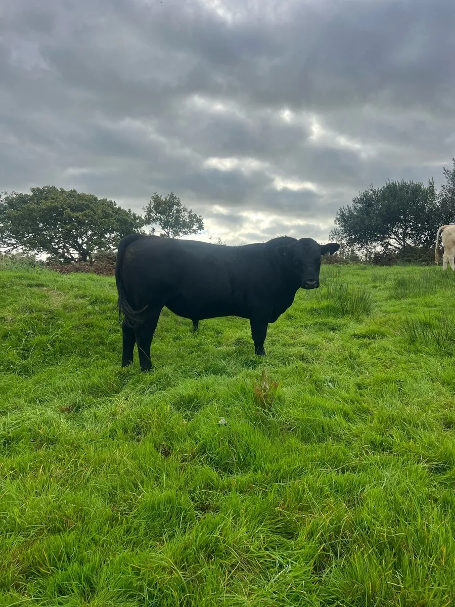 Angus Bull - Image 4